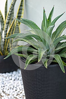 Agave plant in a black modern pot decoration exterior wall