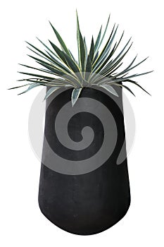 Agave plant with black pot container isolated on white background for houseplant decorative design