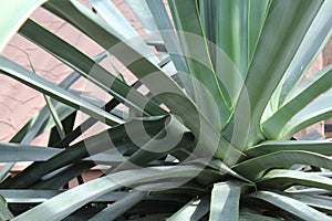 Agave plant close up of rosette