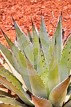 Agave Plant Close-Up with Water Droplets and Desert Blur Background