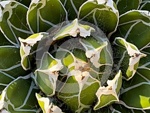 Agave plant covered in the cobweb