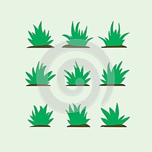 agave plant design flat vector illustration