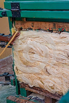 Agave plant fibers in compression, used to build ropes, taken from Tecoh