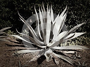 Agave plant in a Florida garden