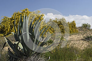 Agave plant in foreground and a busch with yellow flower and blu