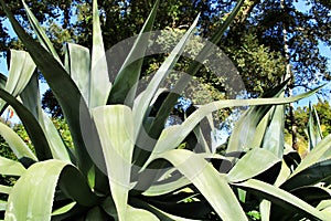 Agave plant in a garden in Sintra