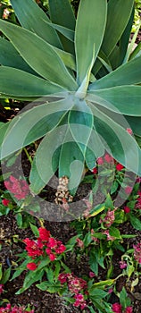 Agave is a plant that is generally in the form of thorns. close up in the morning