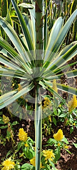 Agave is a plant that is generally in the form of thorns. close up in the morning