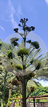 Agave is a plant that is generally in the form of thorns. close up in the morning