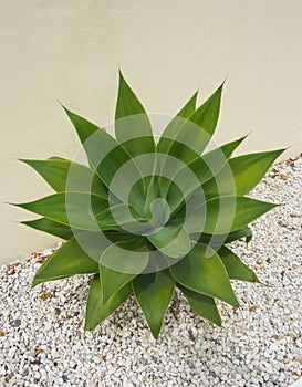 Agave plant on gravel stones