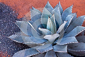 Agave plant growing on red sand in Morocco