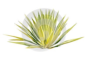 Agave Plant Isolated on White Background with Clipping Path