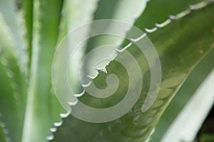 Agave Plant Leaf Closeup