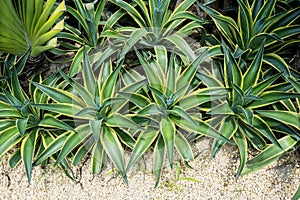 Agave plant leaves