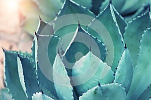 Agave plant leaves