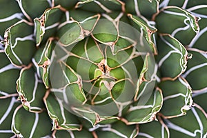 Agave plant leaves