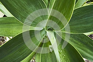 agave plant leaves