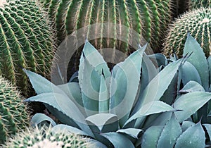 Agave plant leaves