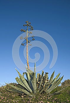 Agave plant with mast and large rosette photo