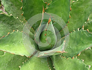 Agave plant. Mexico.