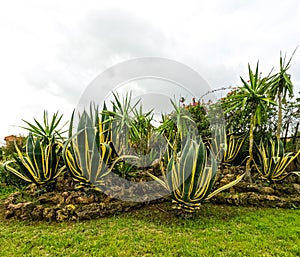 agave plant in Morocco ,is a species of flowering plant in the family Agavaceae