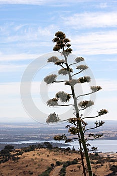 Agave plant near the Guadiana River in Portugal