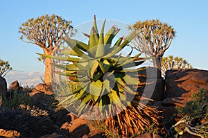 Agave plant