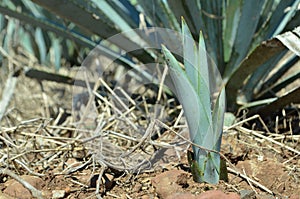Agave plant shoot