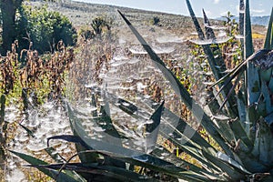 Agave plant with spider webs in Myanm