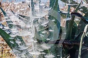 Agave plant with spider webs in Myanm