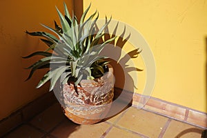 Agave plant spikey green in a pattern pot plant photo