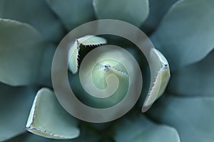 Agave plant spines selective focus