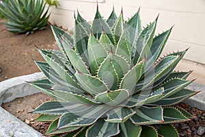 Agave plant with thorny leaves and unique patterns photo