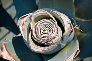 Agave plant usection