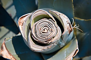 Agave plant usection photo