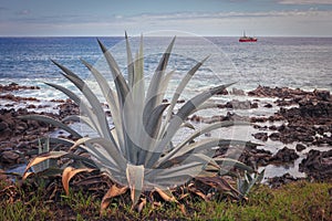 Agave, plant from which tequila is made, in a seascape in the be