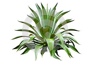 Agave Plant On White