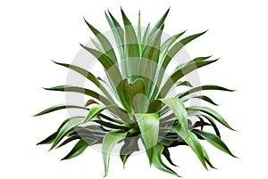 Agave Plant On White photo