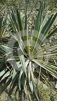 Agave Plant in Wild Green and Yellow Shad