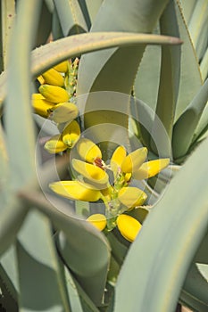 agave plant with yellow flower