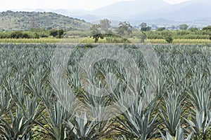 Agave plantation