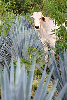 Agave plants