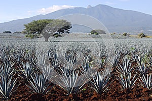 Agave plants