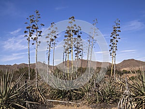 Agave plants in AlmerÃÂ­a, Spain