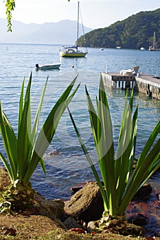 Agave plants by the bay