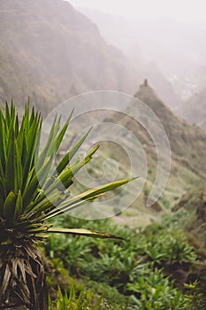 Agave plants in front of lombo de pico rock in Xo-xo valley. Trekking path number 202 over Rabo Curto to Ribeira da photo