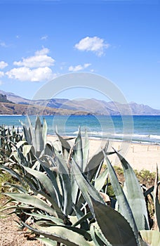 Agave plants growing by the ocean in Sicily, Italy