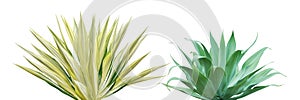Agave Plants Isolated on White Background