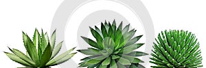 Agave Plants Isolated on White Background with Clipping Path