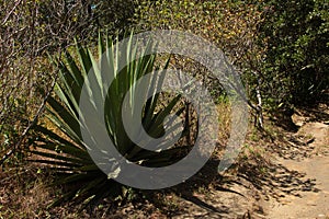 Agave plants at La Cangreja trail in Rincon de la Vieja National Park near Curubande in Costa Rica